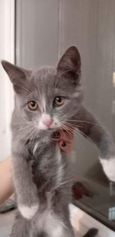 возьму котенка в добрые руки: Şotland, Yaxşı əllərə, Ünvandan götürmə — 3