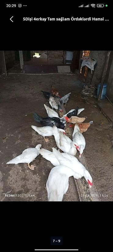 heyvanlarin satisi: Lal ördəklər satilir 15 20 ədəd var yumurtluyurlar erkəklər 30 35 — 3