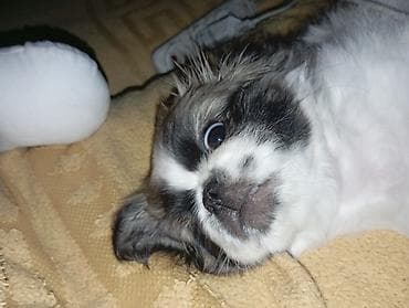 Shi-tsu lalafo.az -da Shi-tsu