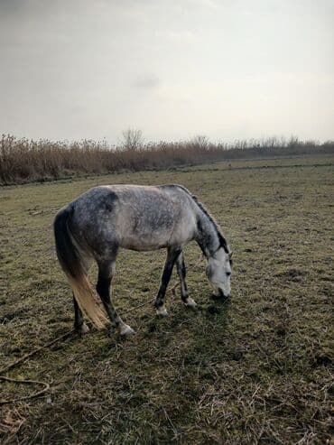 heyvan yemləri: Dişi, il: 4 — 3