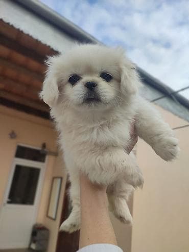 ev iti satisi: Pekines, 1 ay, Erkek, Peyvəndli — 2