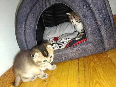 где можно купить котенка: В добрые руки — 2