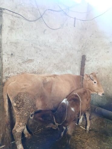 Dovşanlar: Smental Erkey balasi Var MasAllah Gune seher axsam 3 4 5 ltr sud verir — 5