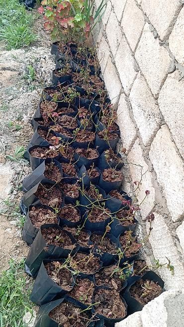 şitil: Məhsul: Gül kollarının tingləri (qara polietilen torbalarda) Təsvir — 2