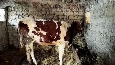 Quşlar: Simental Düye satılır — 3