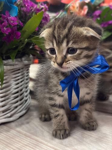 pişik latoku: Şotland — 1