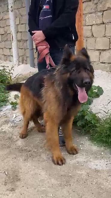 dobelman it: Alman çoban iti, 10 ay, Erkek, Peyvəndli, Ünvandan götürmə — 5