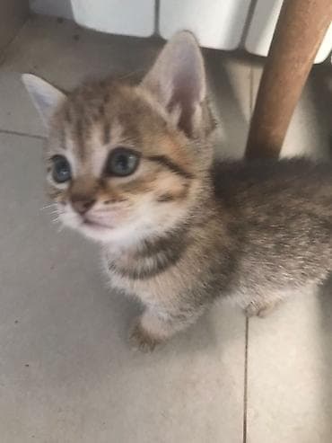 pişik tap az: Yaxşı əllərə — 5