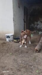 золотистый ретривер цена в баку: Pitbul, 1 il, Erkek, Peyvəndli — 2