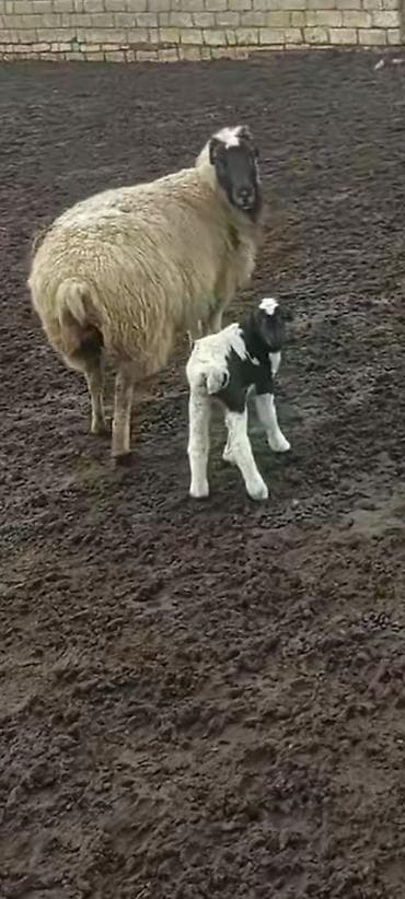 qoç: Balalı qoyun ikinci qarna — 4