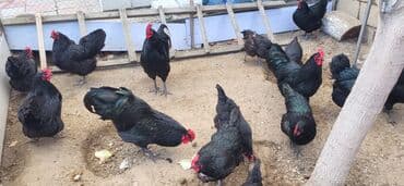 cins inekler azerbaycanda: Xoruz, il: 1, Ödənişli çatdırılma — 4