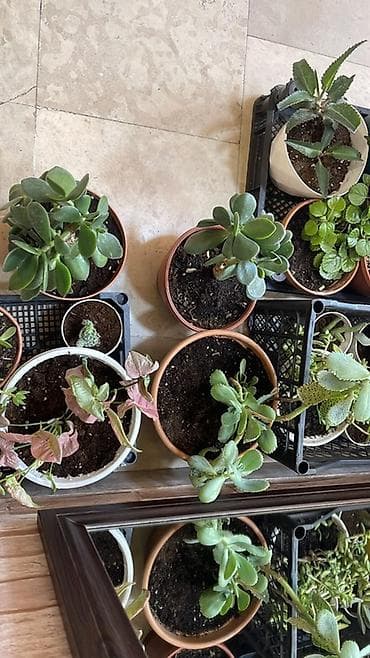 Комнатные растения: 🌸Ev, balkon bitkiləri hər biri 4azn Endirim 👉🏻10 dənə alana 3 azn - — 7