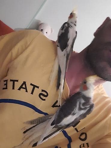 Птицы: Другие птицы — 3