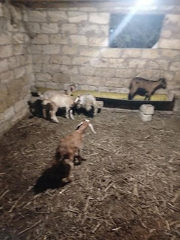sort keci: Salam. Cepiwder satilir 5 ededi qiymat birina ayitdi — 1