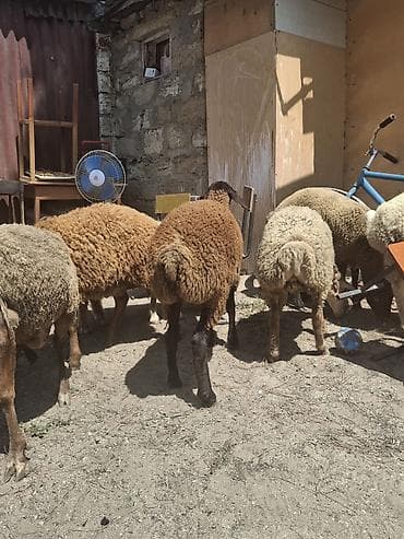 balaca it ucuz: Dişi, il: 1, 35 kq, Damazlıq, Ünvandan götürmə — 4