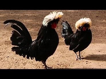 Pişiklər: Xoruz, il: 1, Ödənişli çatdırılma — 1