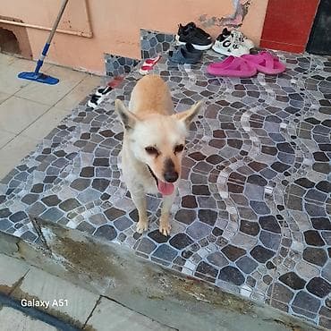 Kiçik ölçülü it – enerjili və mehriban - Növ: kiçik ölçülü ev iti - lalafo.az -da Kiçik ölçülü it – enerjili və mehriban - Növ: kiçik ölçülü ev iti -