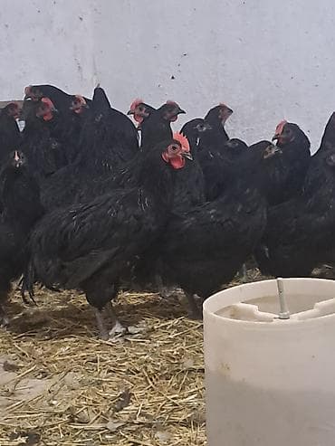 Təmiz qan avstrolop çolpalar satılır.Yalnız xoruzlar satılır çox — 1
