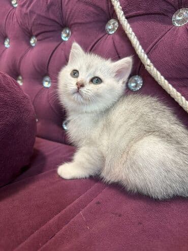 1 azn pişik: Şotland, Erkək, Dişi, Yaxşı əllərə, Pulsuz çatdırılma, Ödənişli çatdırılma — 11