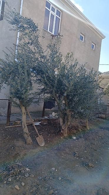 Zeytun ağacları – dekorativ və məhsuldar - Növ: zeytun (Olea lalafo.az -da Zeytun ağacları – dekorativ və məhsuldar - Növ: zeytun (Olea