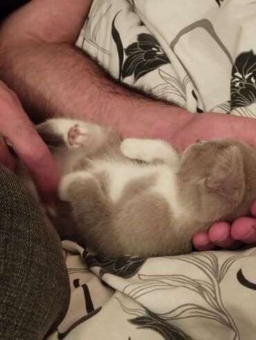 pişiklər: Dişi, Yaxşı əllərə — 3