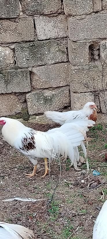 karella qus: Toyuqlar — 6