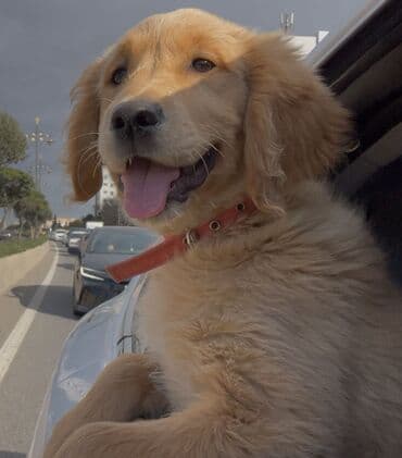 Retriever, 3 ay, Dişi, Peyvəndli, Pulsuz çatdırılma