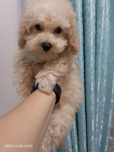 itlərin qiymətləri: Pudel — 3