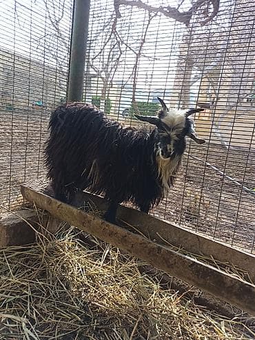 Dişi, il: 1, 14 kq, Damazlıq, Ünvandan götürmə