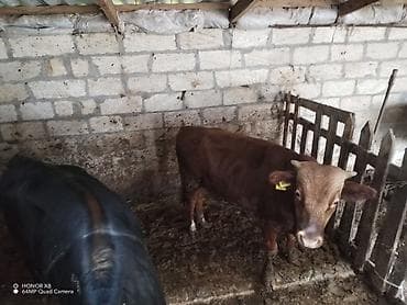 qoyun mal: 5 erkek heyvan cins tövlə şəraitində saxlanılir etlkdi. Vatsap aktifdi — 2