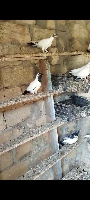 Göyərçinlər: Salam tərgizilmə quşlardir 40 a yaxindir içində hər cür quş var — 2
