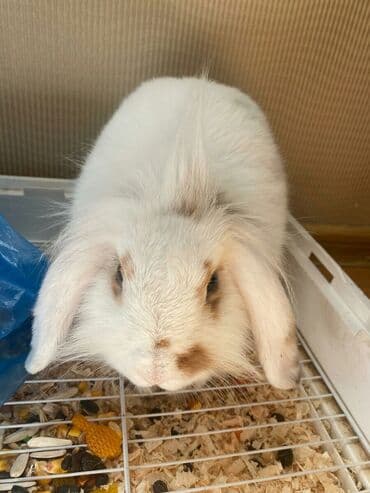 Lincoln: Pulsuz Bala dovsanxamyak ve deniz donuzu svinka isteyirem bashqa — 6