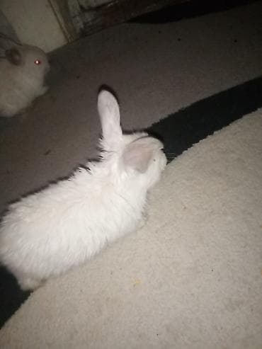 mal bazarı: Temiz koliforniya dovwanlari .anasi atasi hamsi biryerde satilir.anasi — 8