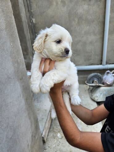 qiz it adlari: 2 ay, Dişi, Ödənişli çatdırılma — 2