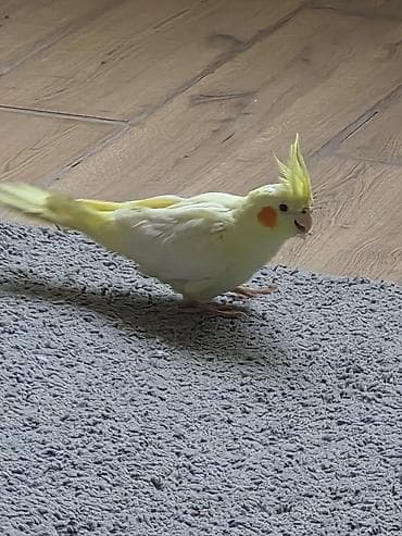 heyvan: Məhsul:7.8 aylıq dişi korella cütdə olmayıb tam sağlam ev quşdur əl — 3