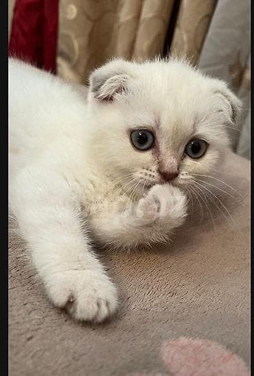 pisik balası: Şotland yastı qulaq, Erkək, Cütləşmə üçün — 8