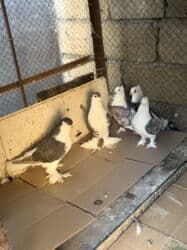 pişik su qabı: Dekorativ goyercinler satilir — 2