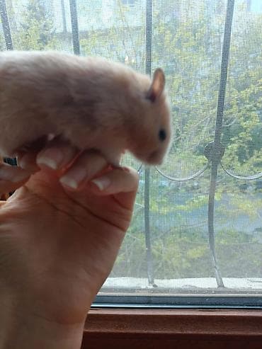 etibarli ellere it: Xamyak,Uşaqları telefondan ayırıb canlılara qarşı məhəbbət — 4