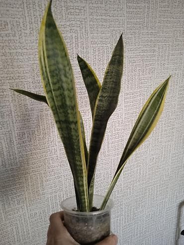 gec bosalmaq ucun bitkiler: Сциндапсус N-Joy — 3