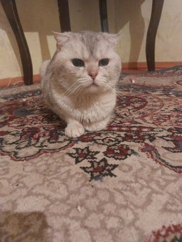 Şinşilla, Erkək, Cütləşmə üçün, Ünvandan götürmə lalafo.az -da Şinşilla, Erkək, Cütləşmə üçün, Ünvandan götürmə