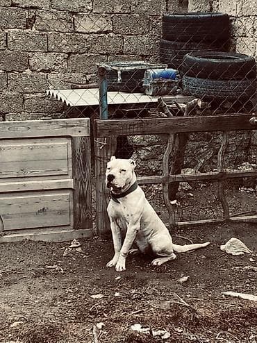 Pişiklər: Doq, 2 il, Dişi, Peyvəndli — 2