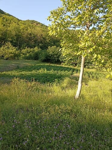 xacmazda torpaq: 60 соток, Для строительства, Собственник, Купчая — 3