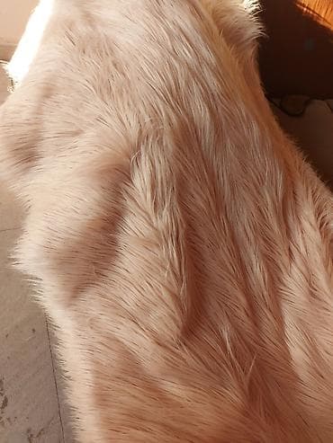 Yeni Pled lalafo.az -da Yeni Pled