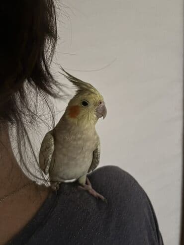 сетка для клетки попугая: Sarı və boz rənglərdə olan bu nimf tutuquşusu, parlaq narıncı yanaq — 3