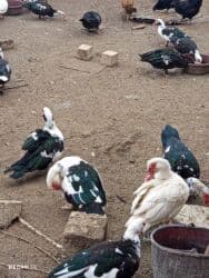 Коровы, быки: Самец, | Lal ordek, Для разведения, Самовывоз — 3