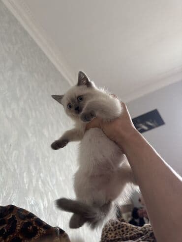 K/t heyvanları və malları: Siam, Dişi, Yaxşı əllərə, Ödənişli çatdırılma — 2