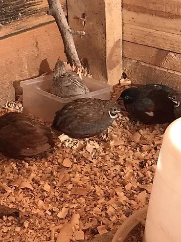 Кошки: Çin boyunlu bıldırcınları (Button quail, Coturnix chinensis) – — 1