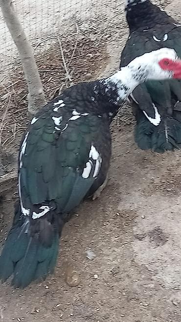 ordeyler: Erkək, | Lal ördək, Ətlik — 2