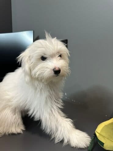 itlər satışı: Malta bolonka, 4 ay, Dişi — 7