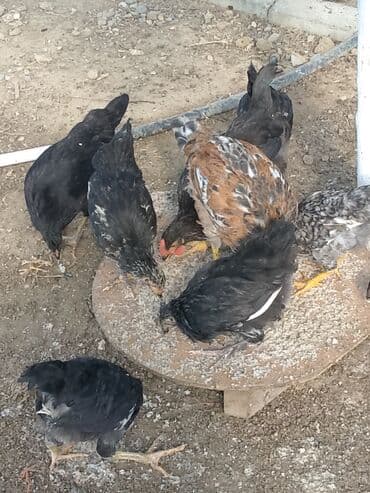 sumatra toyuqlari: Toyuq, Australorp, Damazlıq — 3